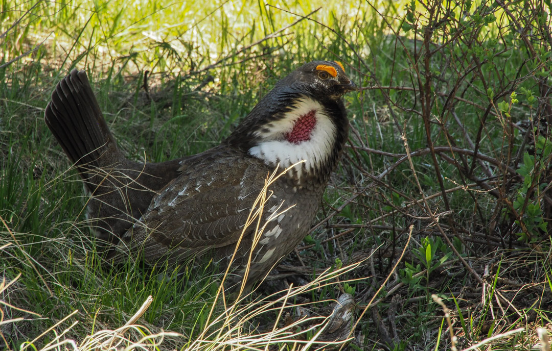 blue grouse mating display Yellowstone