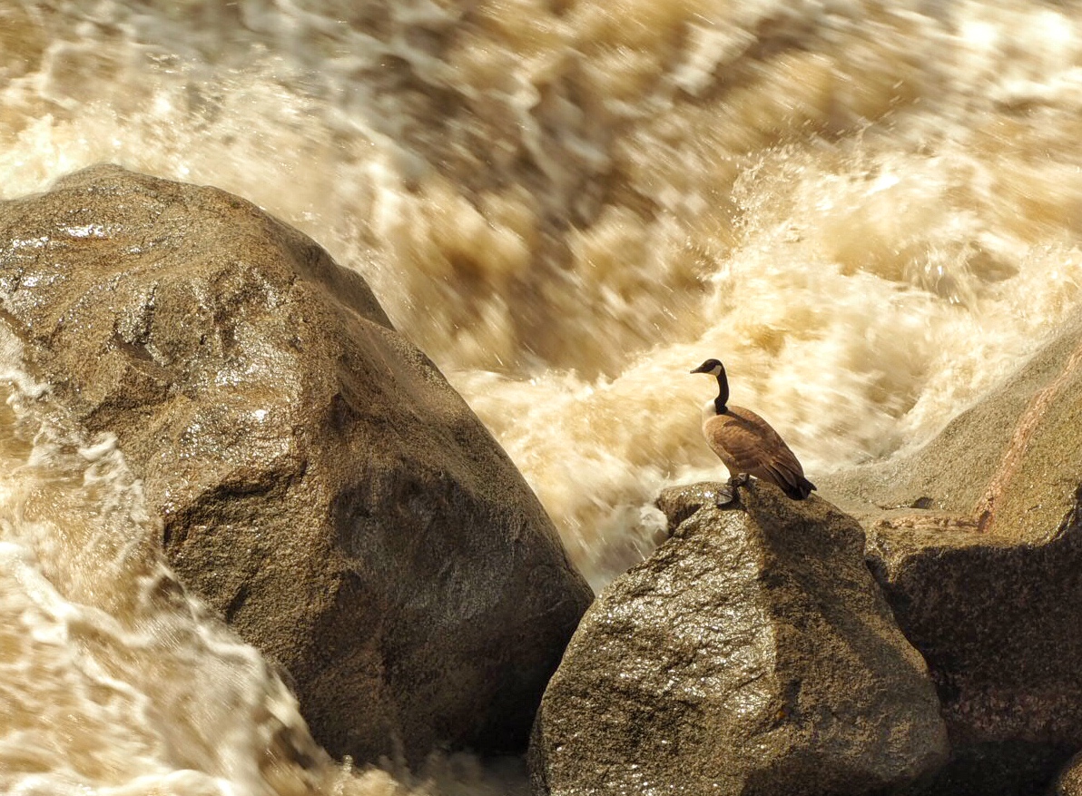 goose in rapids, Lamar River Yellowstone National Park