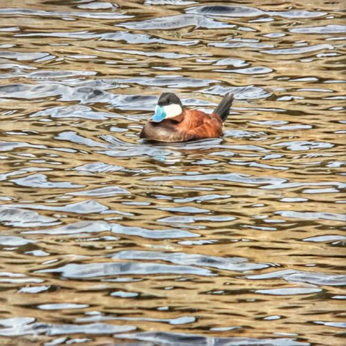 Ruddy Duck Yellowstone National Park