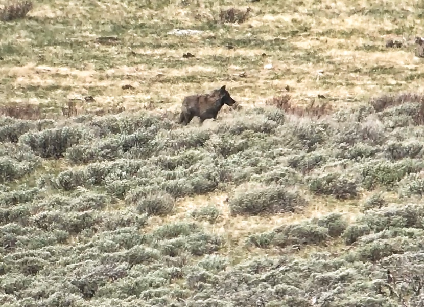black wolf in Yellowstone backcountry