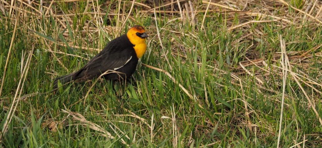 Yellow headed blackbird in Yellowstone National Park