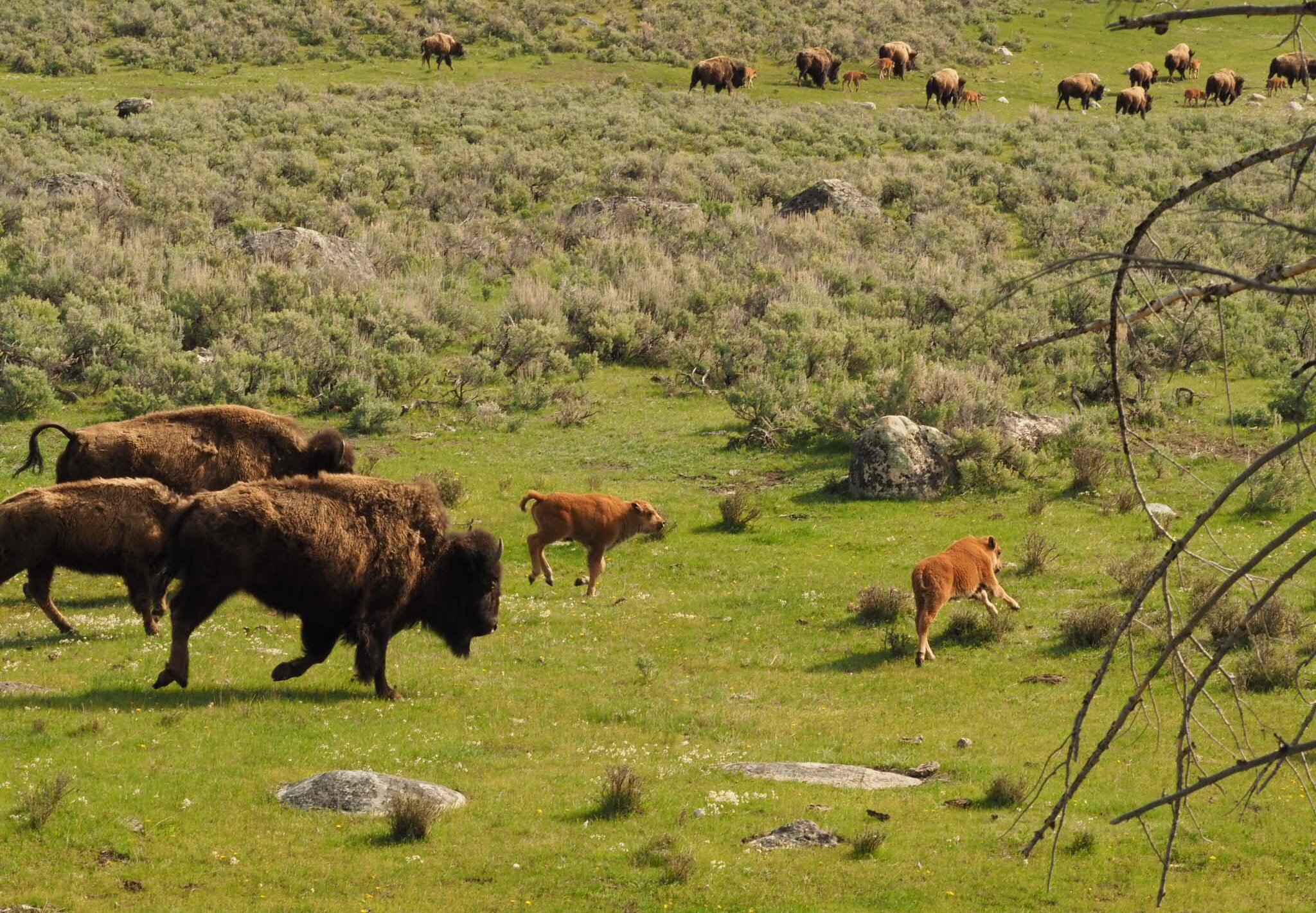 bison calves running