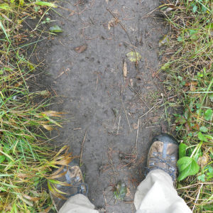 grizzly bear claw marks in dirt