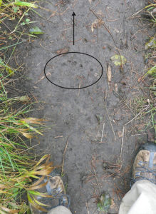 grizzly bear claw marks in dirt