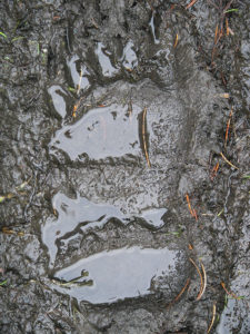 grizzly bear tracks in mud