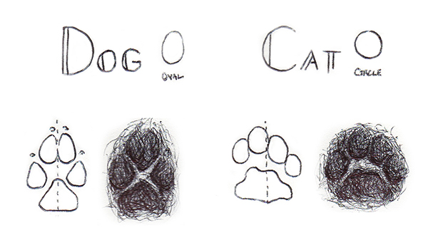 drawing of cat vs dog tracks