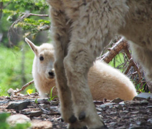 Mountain goat kid Glacier National Park