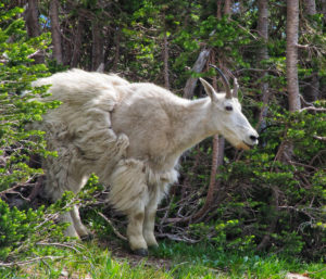mountain goat in Glacier National Park shedding winter coat