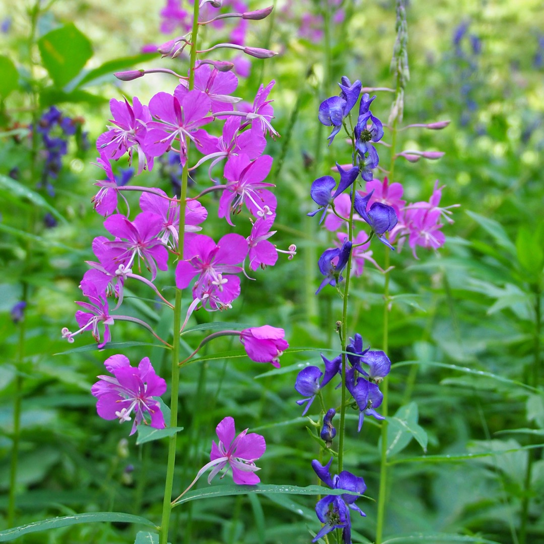 Fireweed along the Snake River