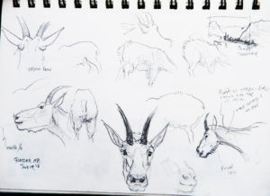 Mountain Goat Sketches by artist George Bumann in Glacier National Park