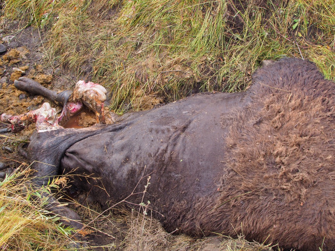 grizzly track on a bison carcass