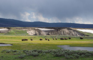 Bison in Hayden Valley Yellowstone