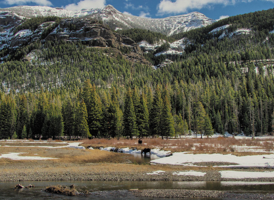 Surprise Moose: Expecting the Unexpected in Yellowstone