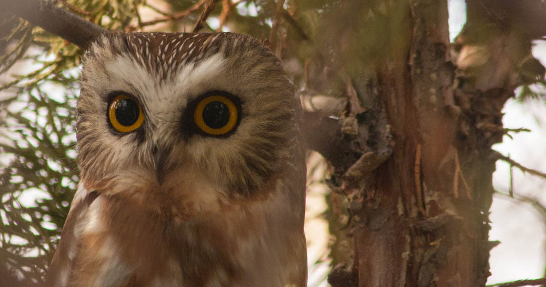 Northern saw whet owl