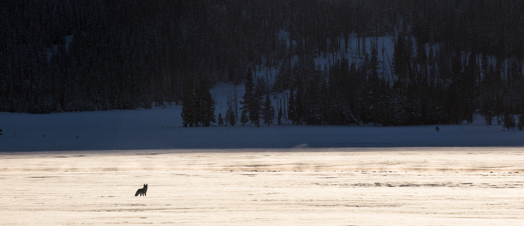 Wandering with the Coyotes of Lamar Valley