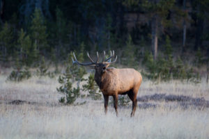 Bull Elk in Yellowstone