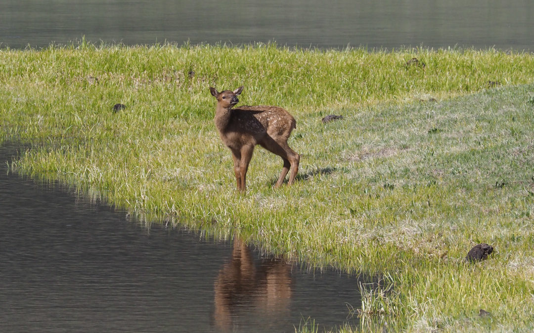 The Fragile Existence of A Yellowstone Elk Calf…