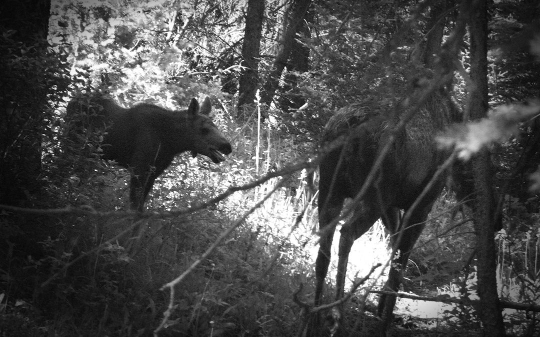 Close encounter with a moose cow and calf