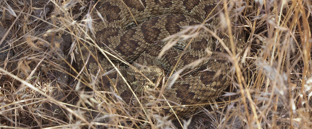 Buzz, Buzz – A Rattlesnake In the Grass