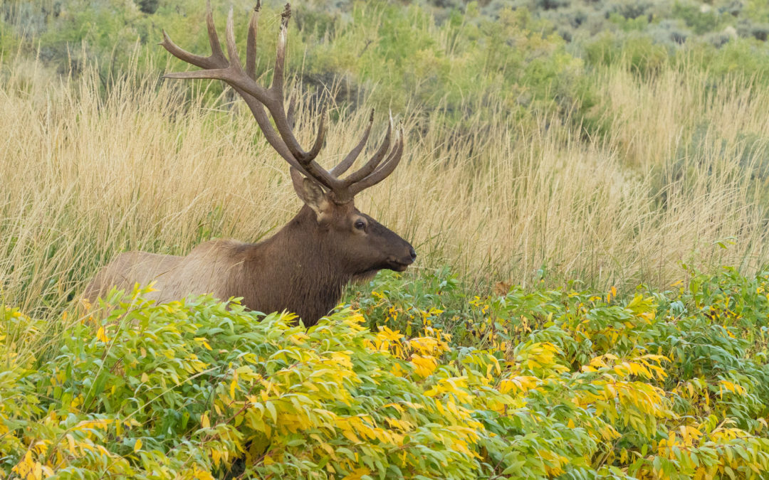 Bull Elk in Yellowstone Things to do in Yellowstone in Autumn