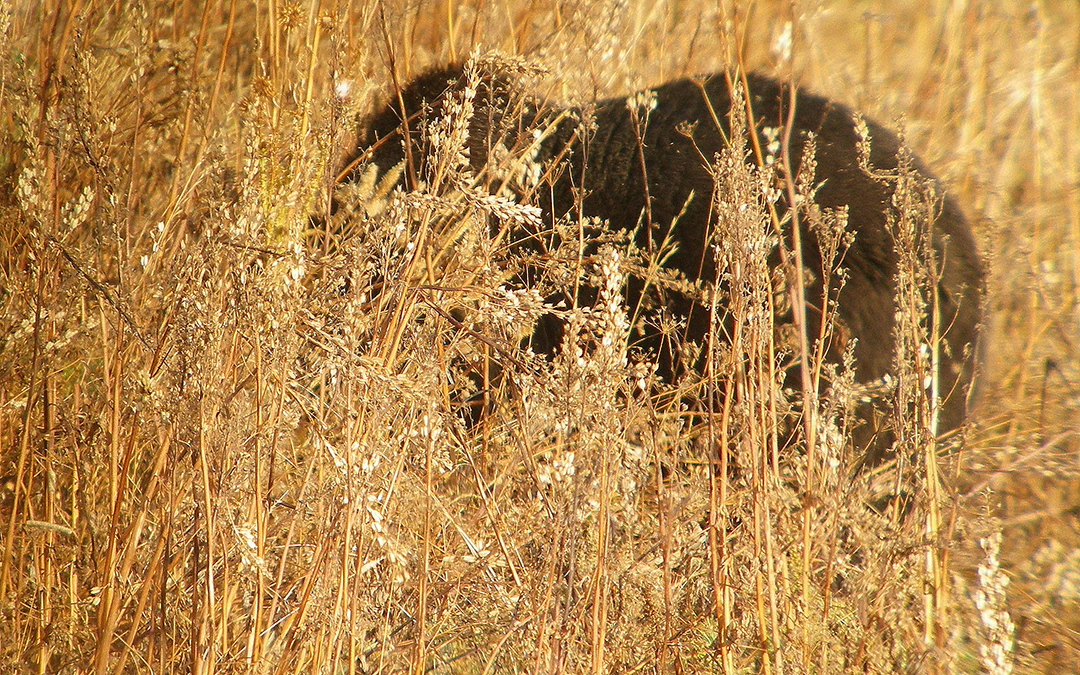 grizzly bear in tall grass