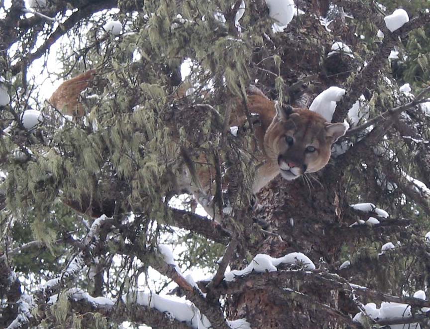 Mountain Lion Tracks!