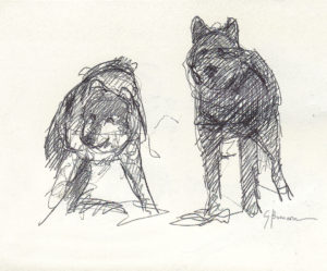 sketches of wolves in Yellowstone by George Bumann
