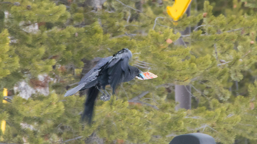 A raven steals a Clif Bar from a snowmobile in Yellowstone