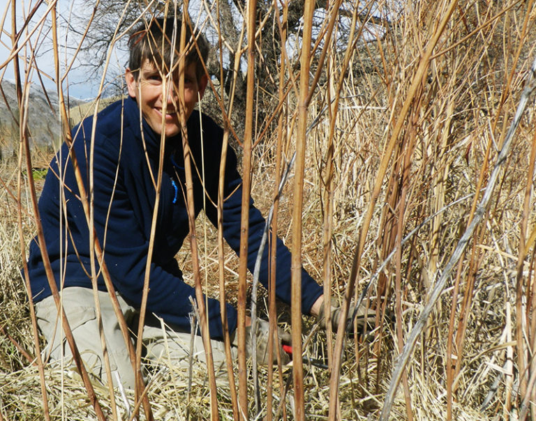 Ties to Our Surroundings: Making Rope from Dogbane - A Yellowstone Life