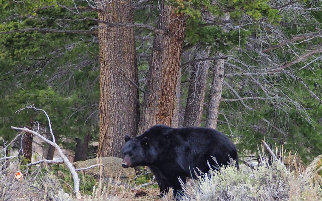 Yellowstone Bears Are Out!