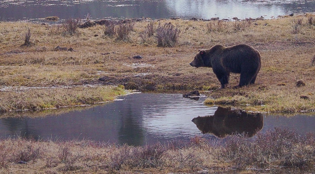 Grizzly Bear on a Carcass in Yellowstone