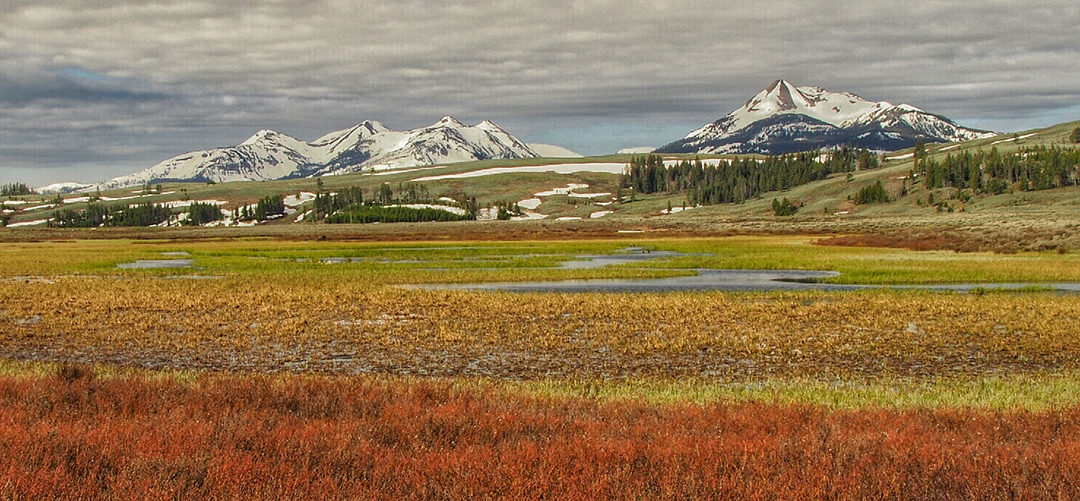 Five Signs Its Actually Spring In Yellowstone