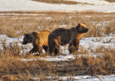 Grizzly sow with cub in Hayden Valley Yellowstone