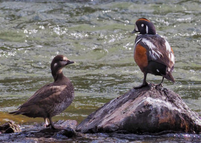 Harlequin duck pair having a riverside conversation at LeHardy Rapids in Yellowstone