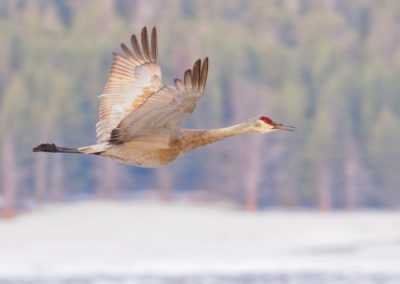 Sandhill Crane flying in Hayden Valley Yellowstone