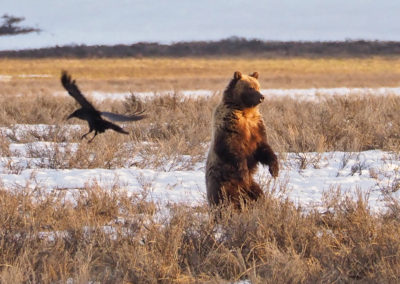 Young grizzly standing on hind legs in Hayden Valley