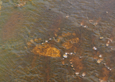 Grizzly tracks in bacterial mat in West Thumb Geyser Basin Yellowstone