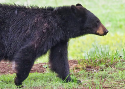 Momma Black Bear in Yellowstone