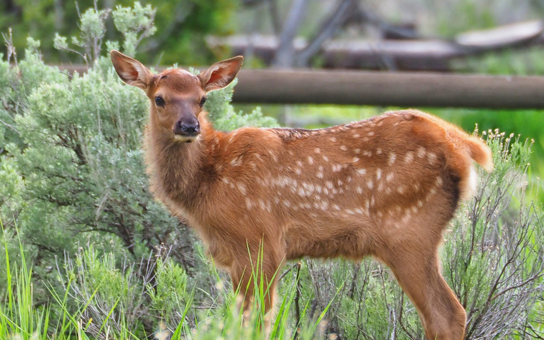 Elk calf in Mammoth Hot Springs Yellowstone