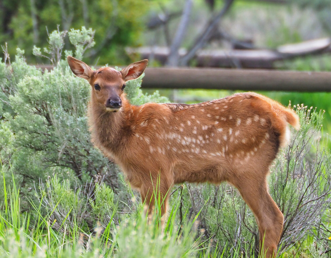 Bear Cubs And Elk Calves Yellowstone Spring Babies A Yellowstone Life elk-calf-straube-photography
