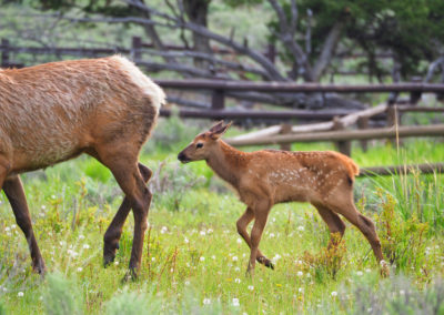 Elk calf running in Mammoth Hot Springs Yellowstone