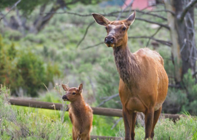 Elk cow and calf in Mammoth Hot Springs Yellowstone