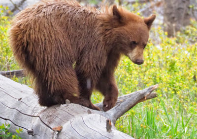 Cinnamon black bear cub Yellowstone