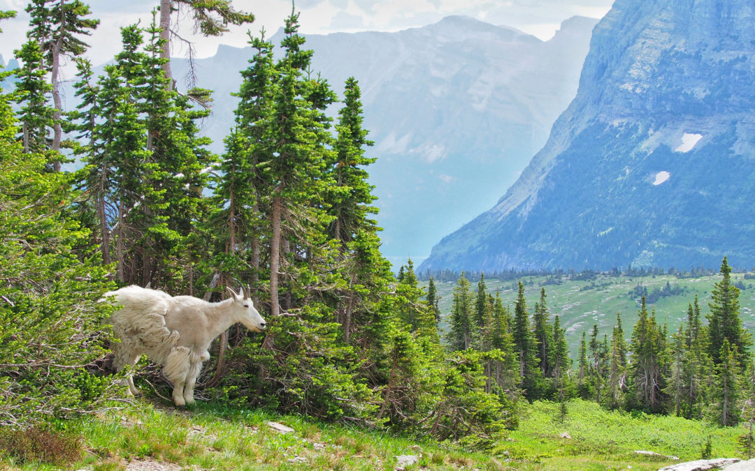 Mountain Goat Glacier National Park