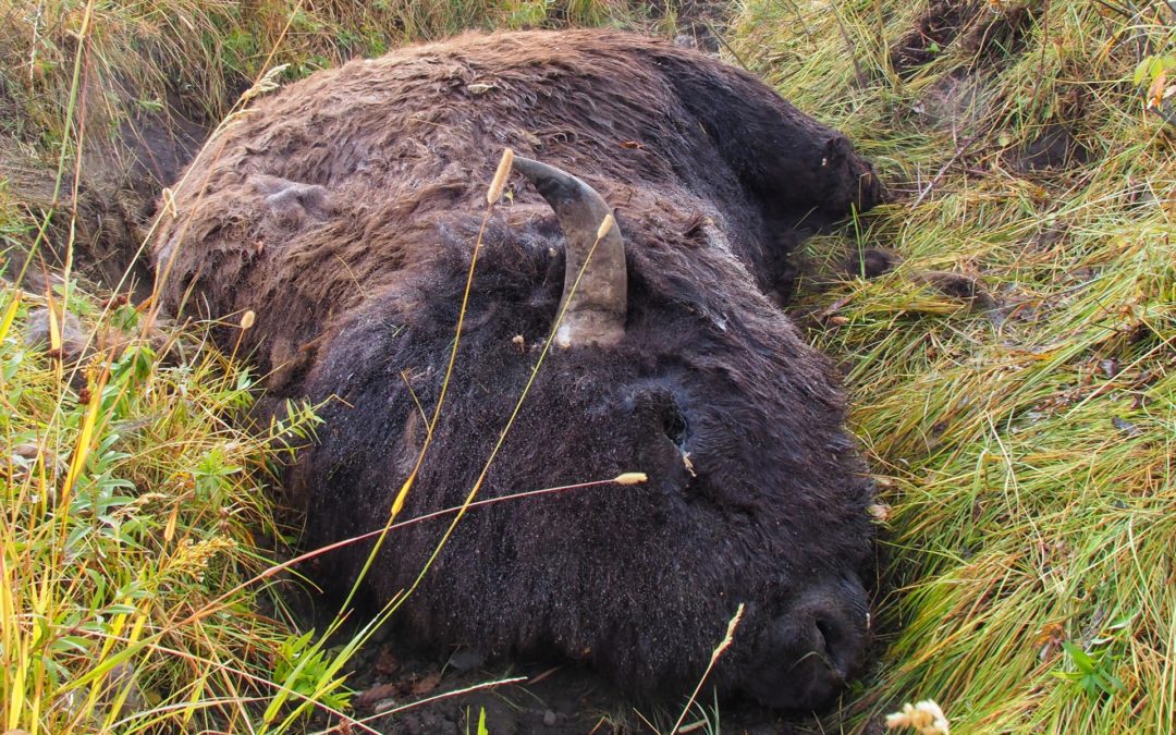 Bison carcass in Yellowstone