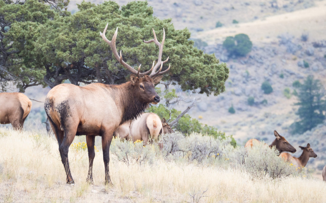 Yellowstone Elk Rut