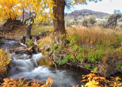 Yellowstone's Fall Colors