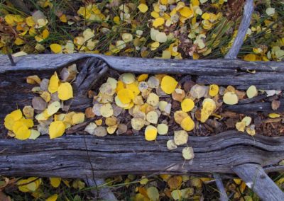 Yellowstone's Fall Colors