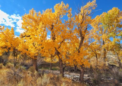 Yellowstone's Fall Colors