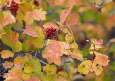 Yellowstone's Fall Colors